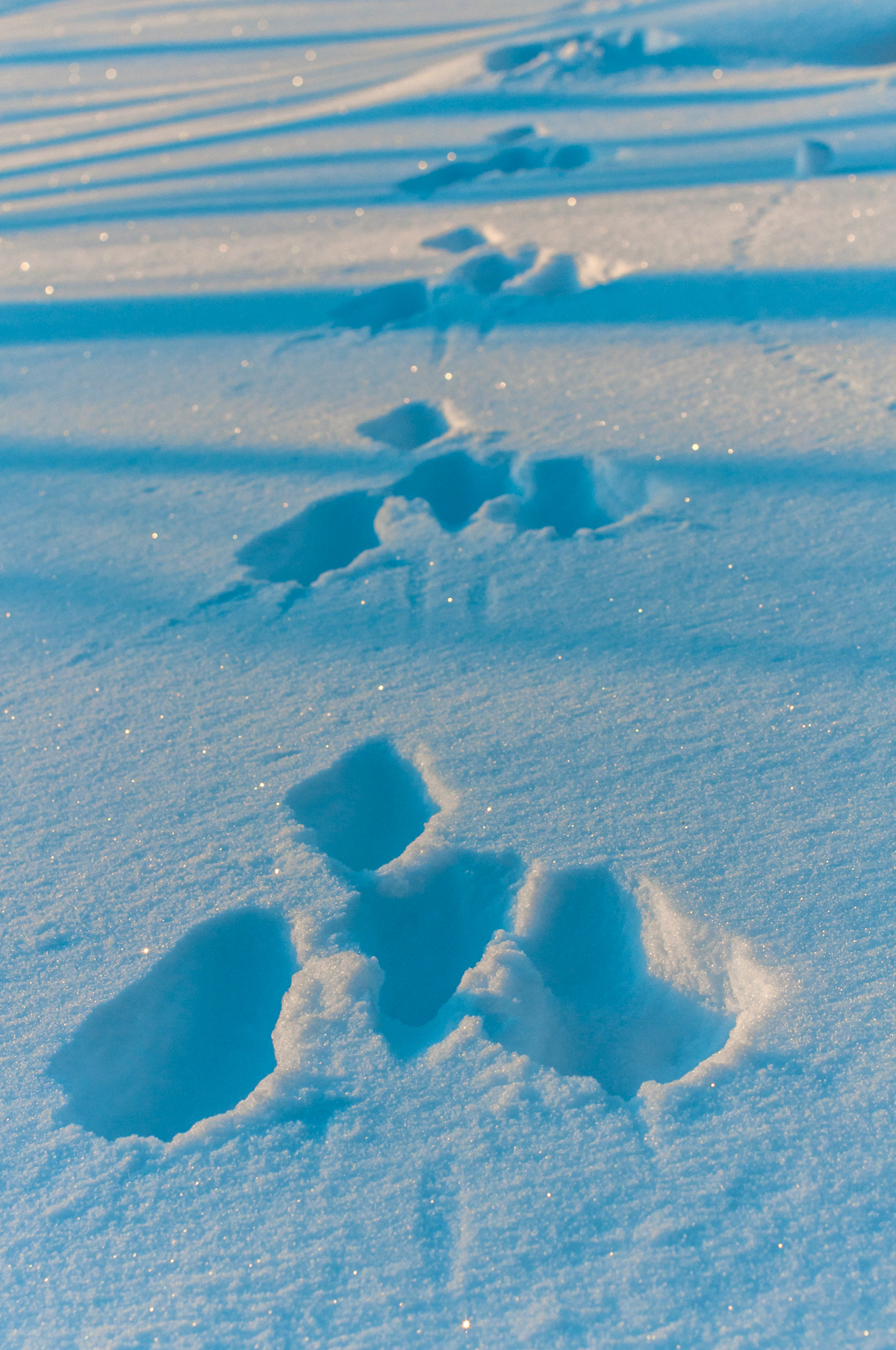Rabbit traces, Finland