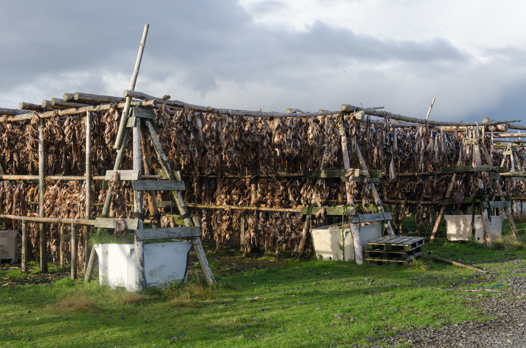 Iceland: dried fish racks