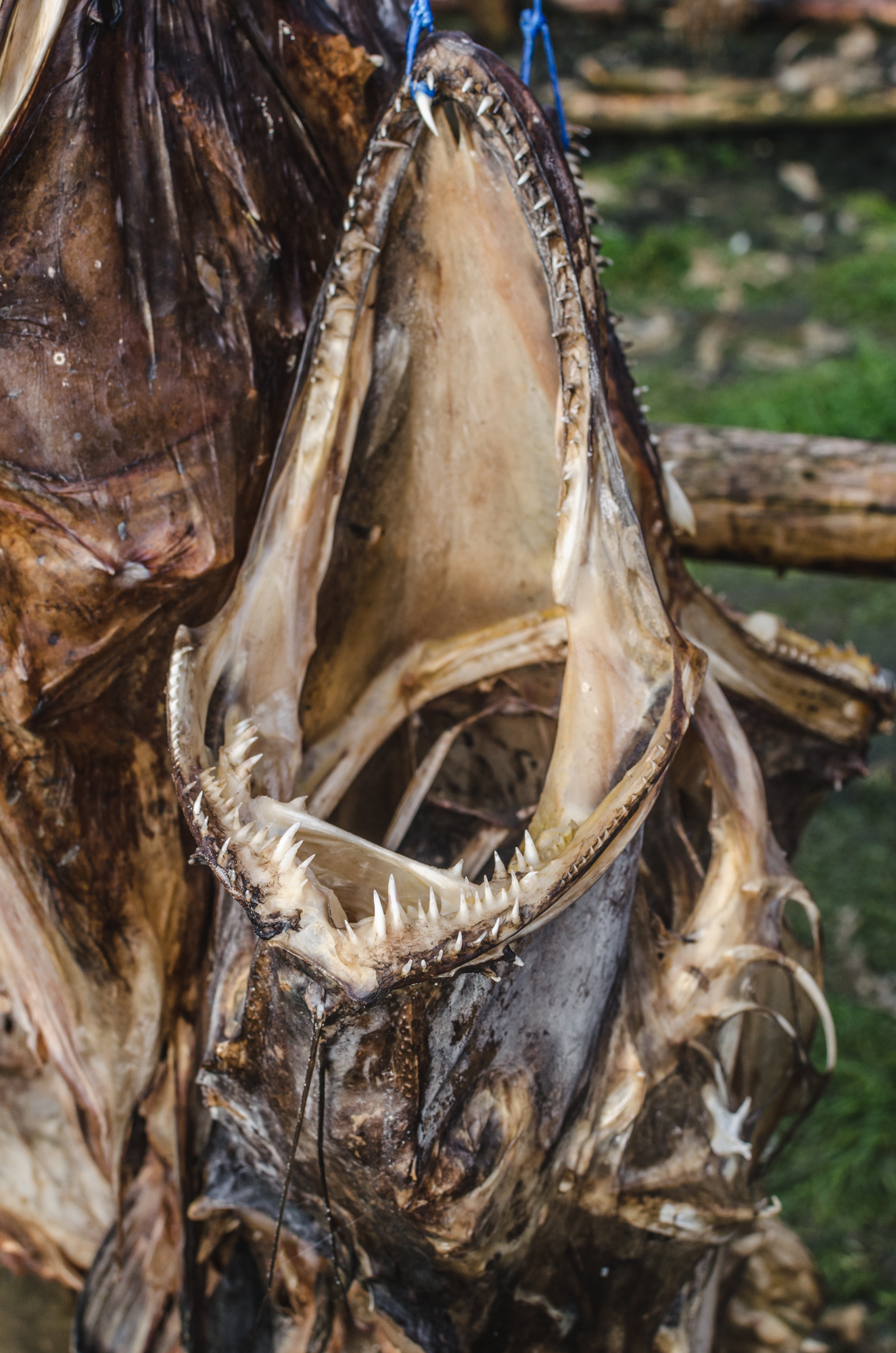Iceland: dried fish racks