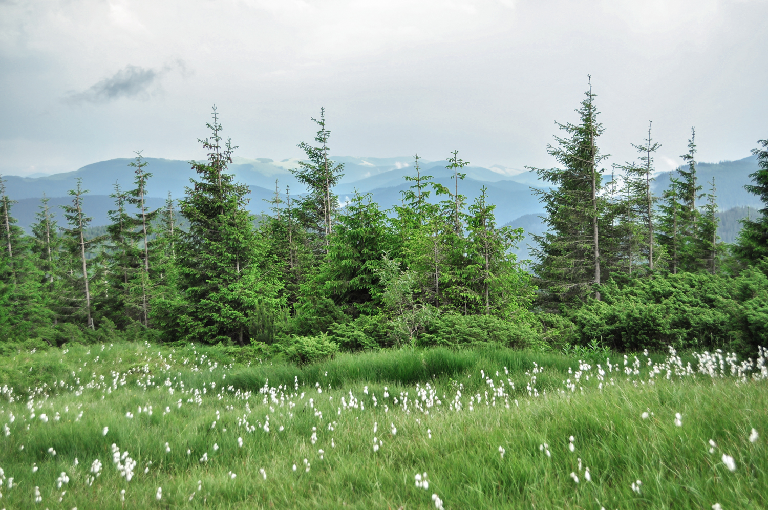 The Carpathian Mountains in Ukraine