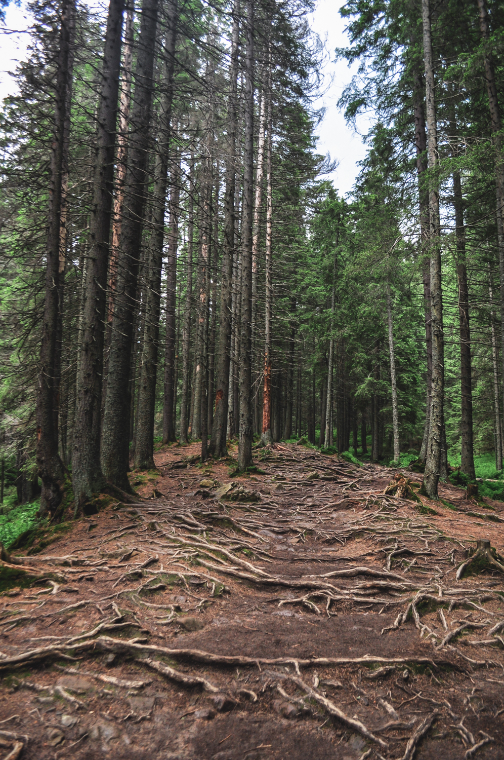 Les Carpates en Ukraine