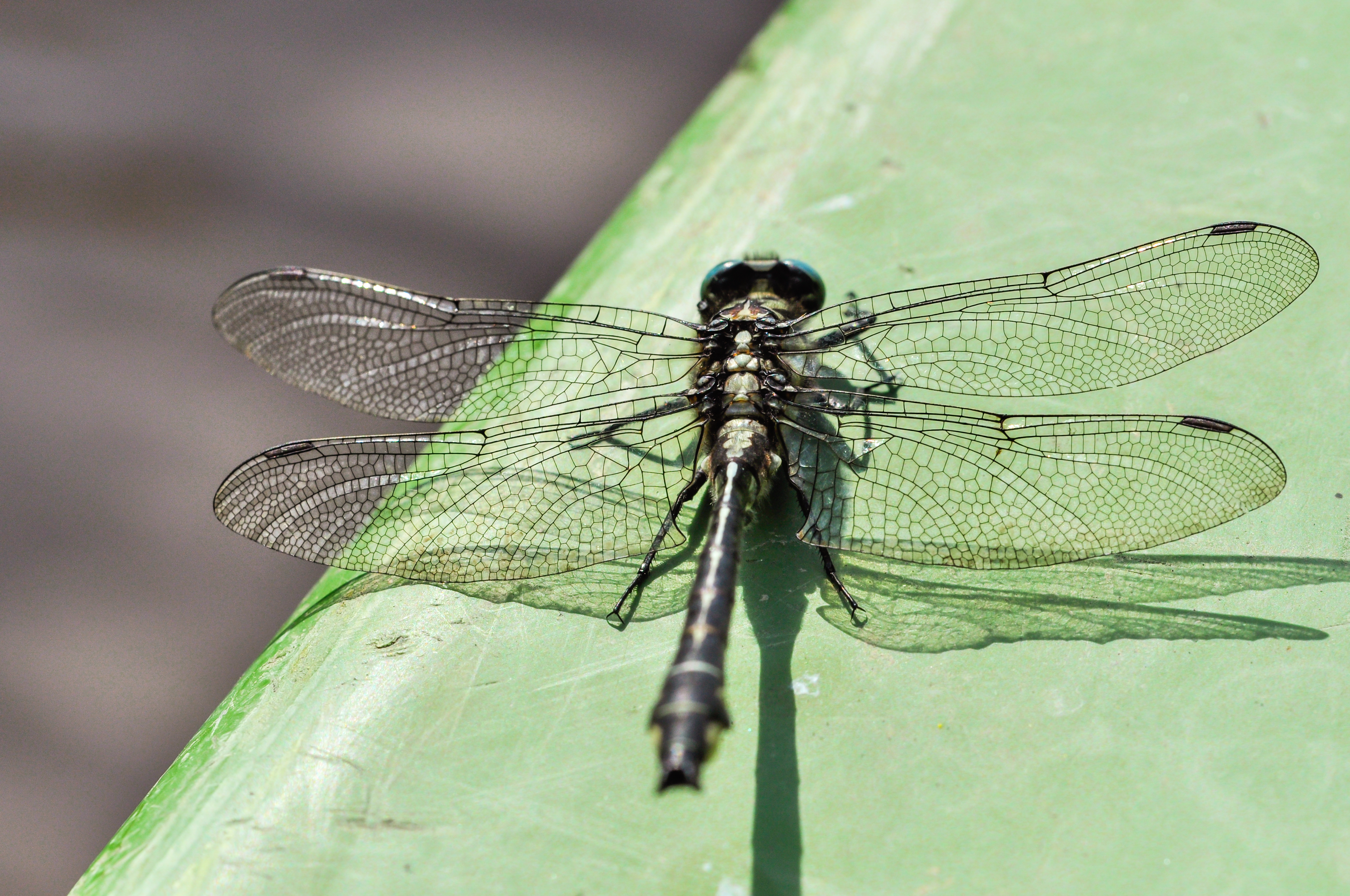 Soomaa national park, Estonia
