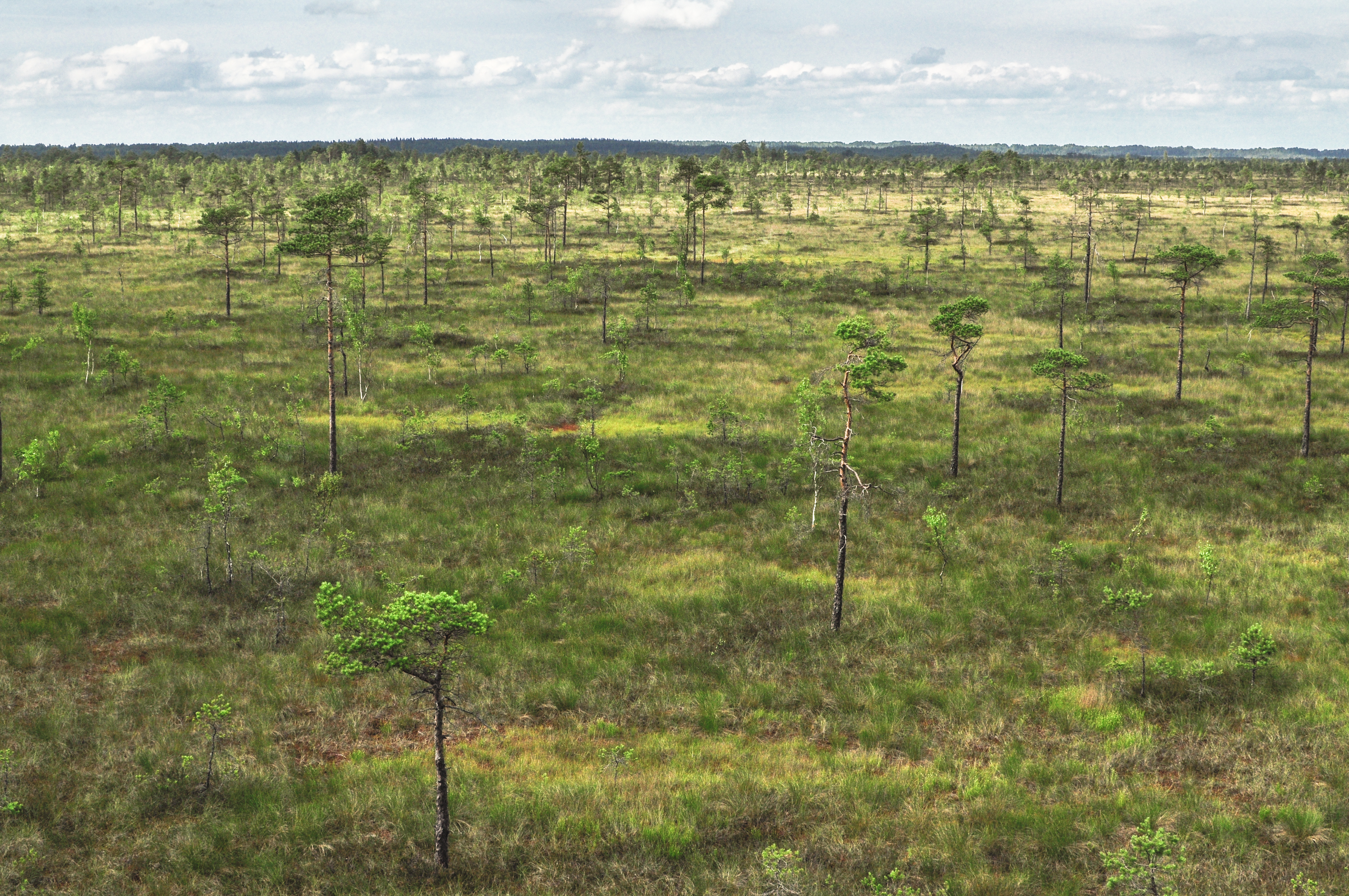 Soomaa national park, Estonia