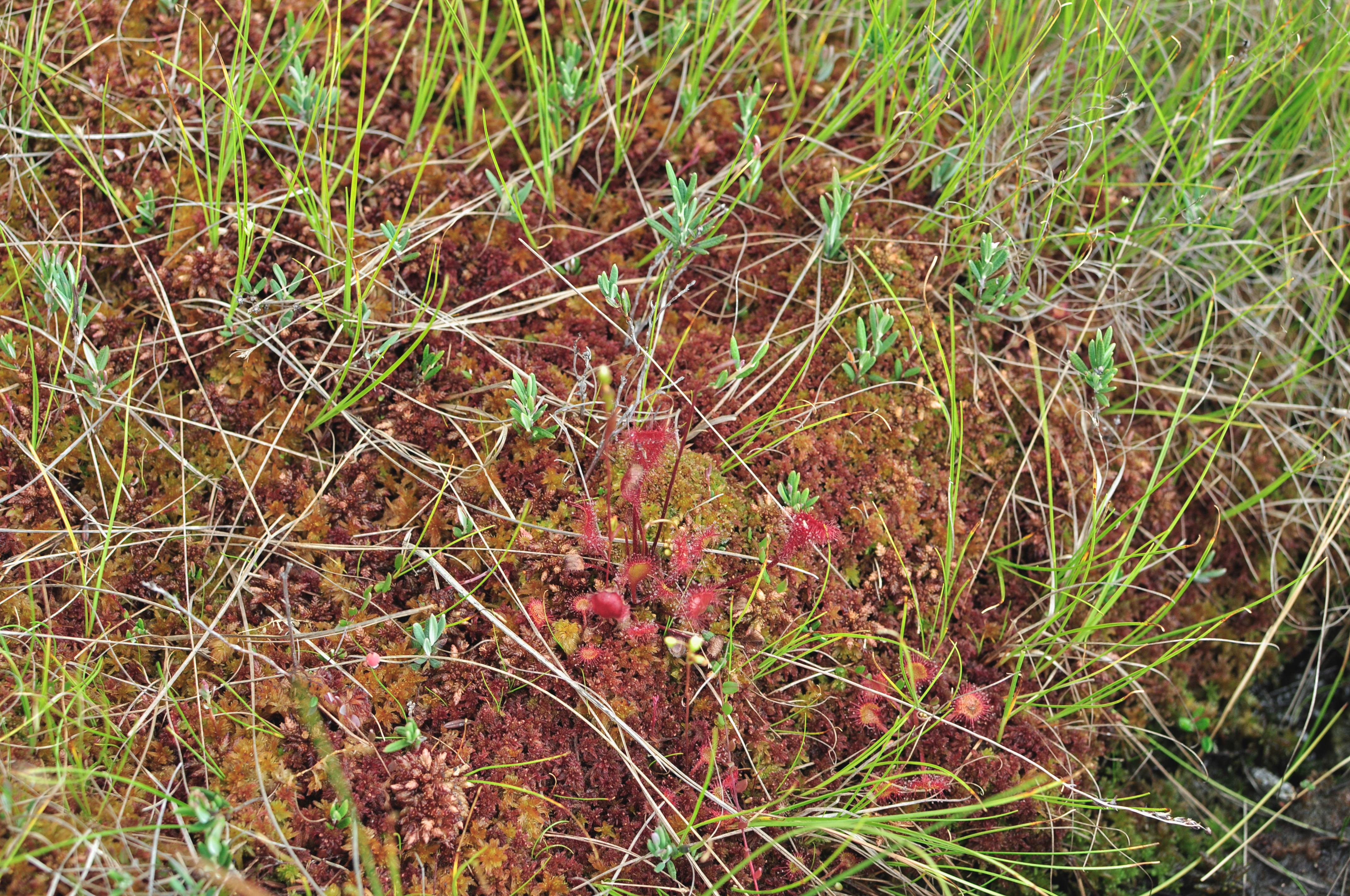 Soomaa national park, Estonia