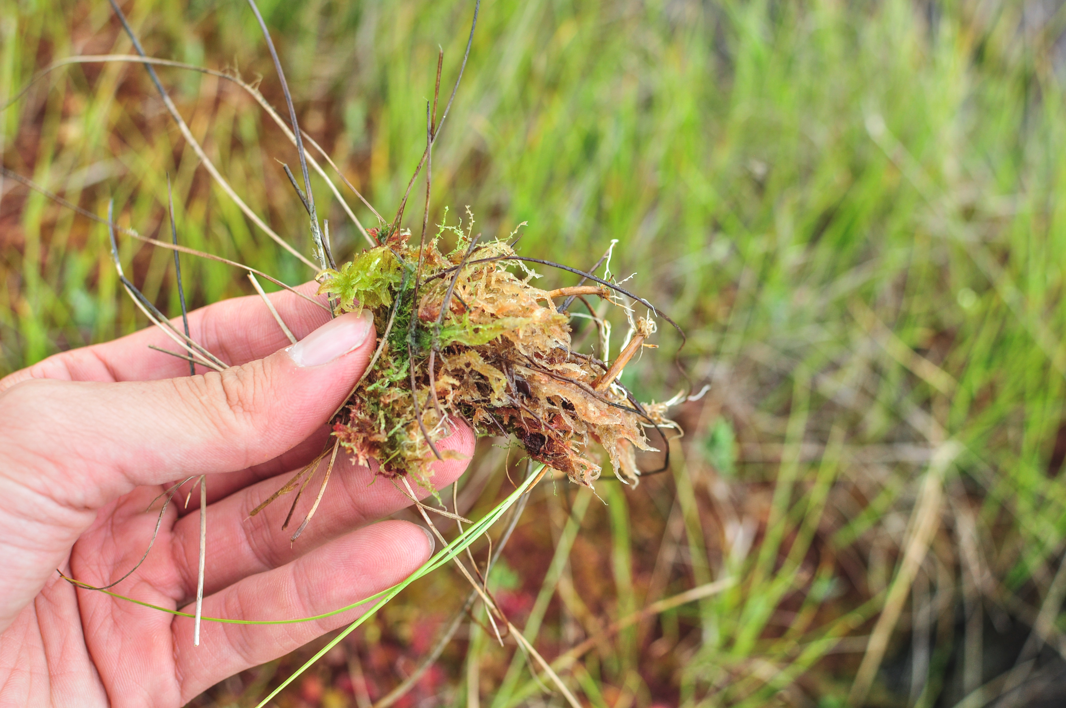 Soomaa national park, Estonia
