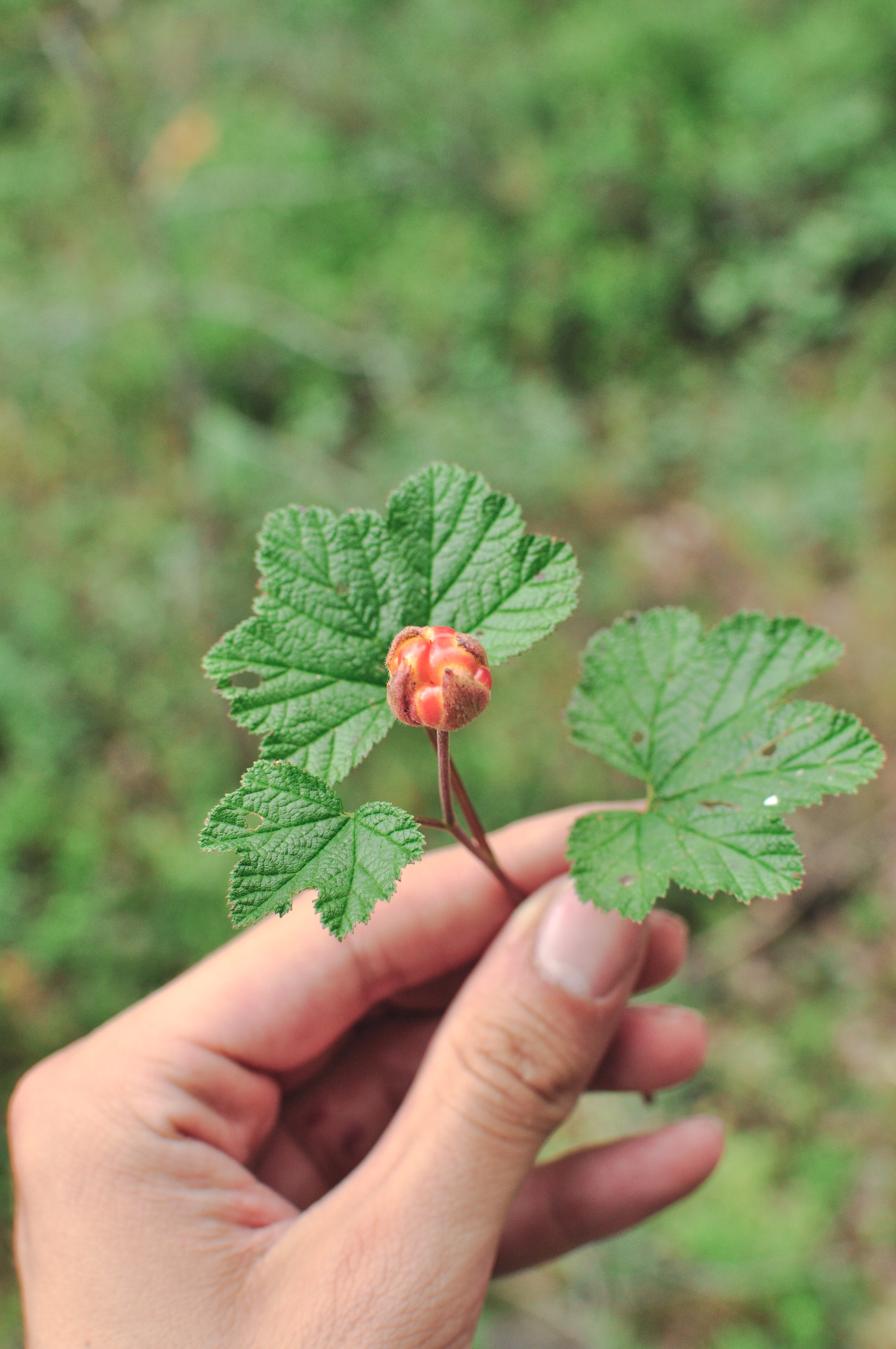 Soomaa national park, Estonia