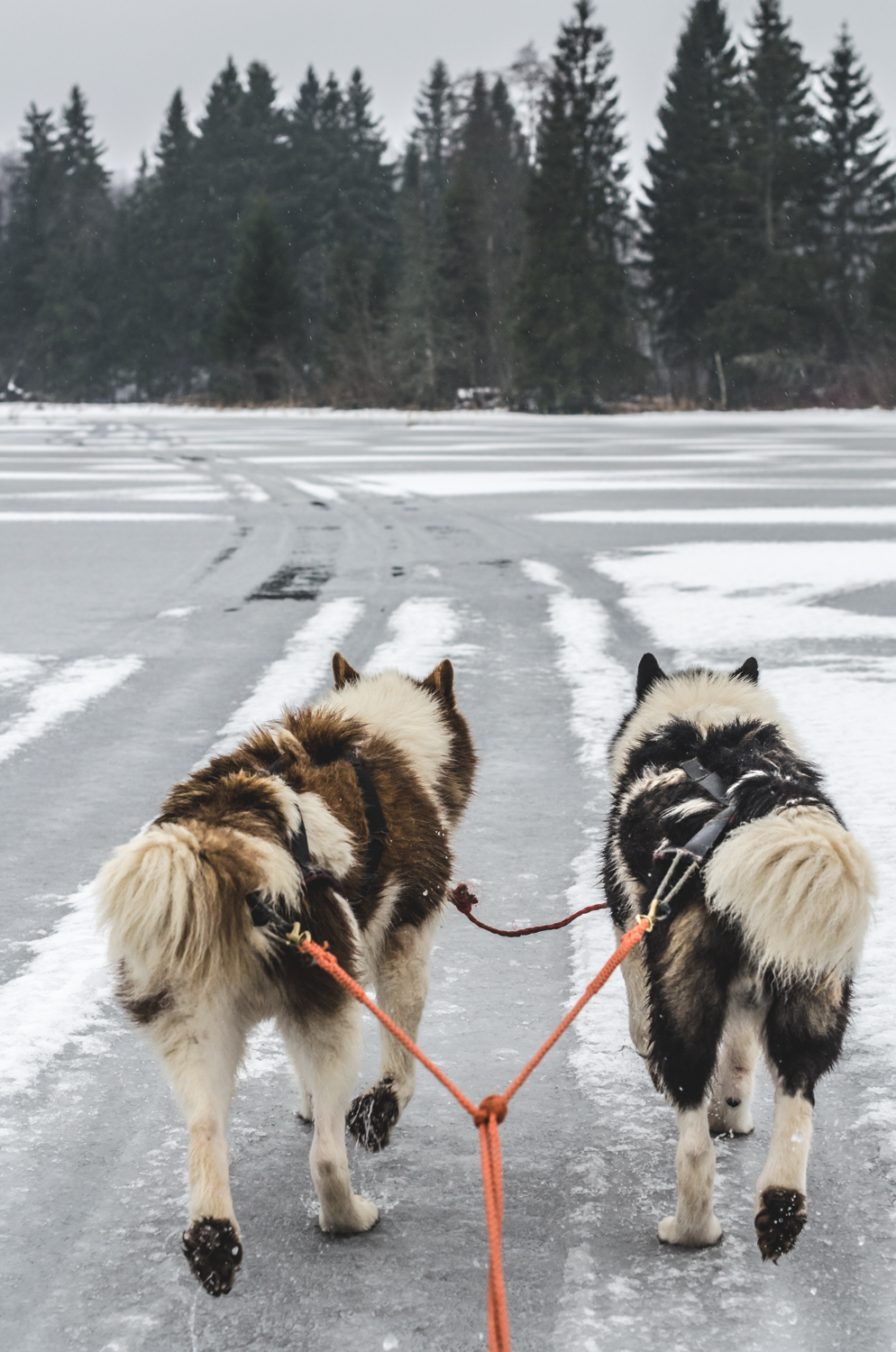 Dog sledging in Estonia