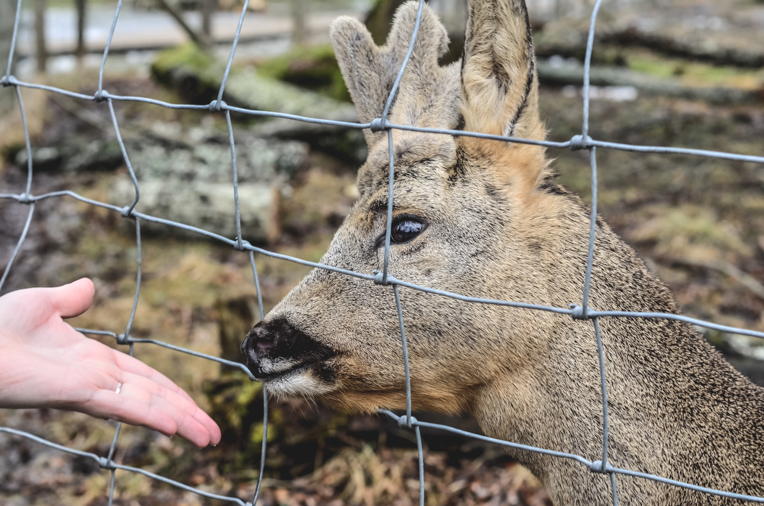 Elistvere Animal Park