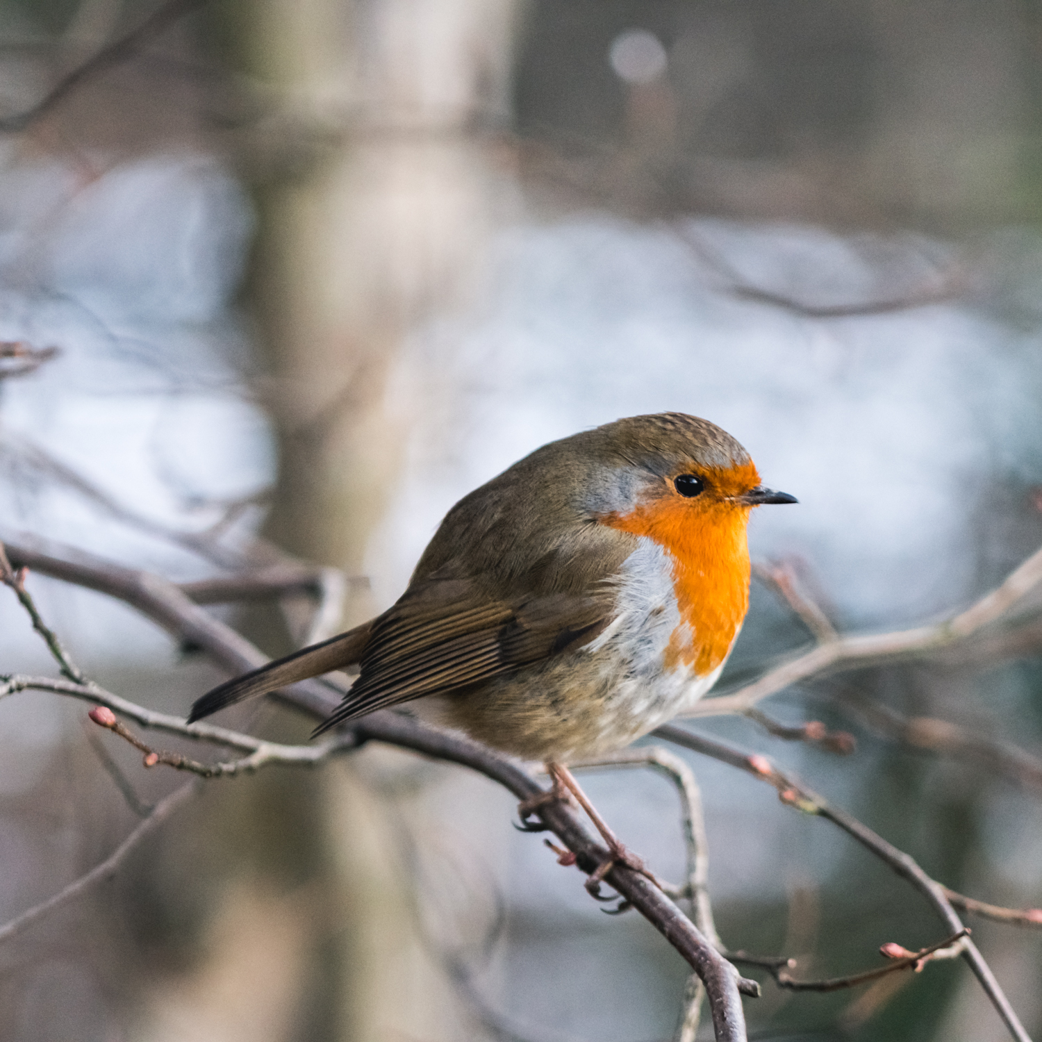 Grosmont - Goathland walking trail, England