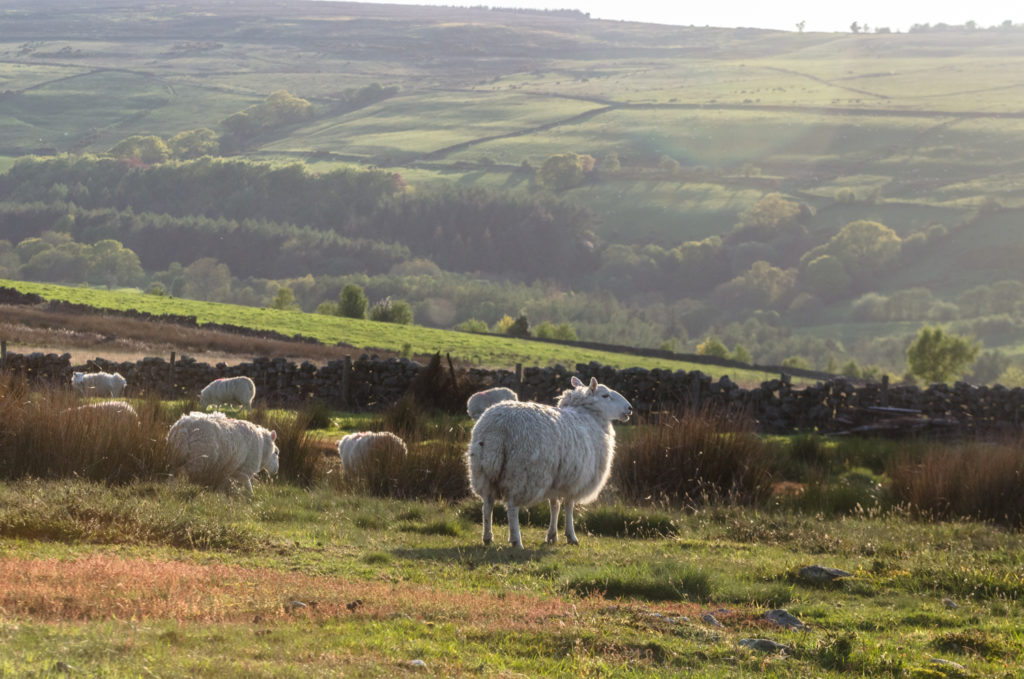 Cycling in Yorkshire Moors, England