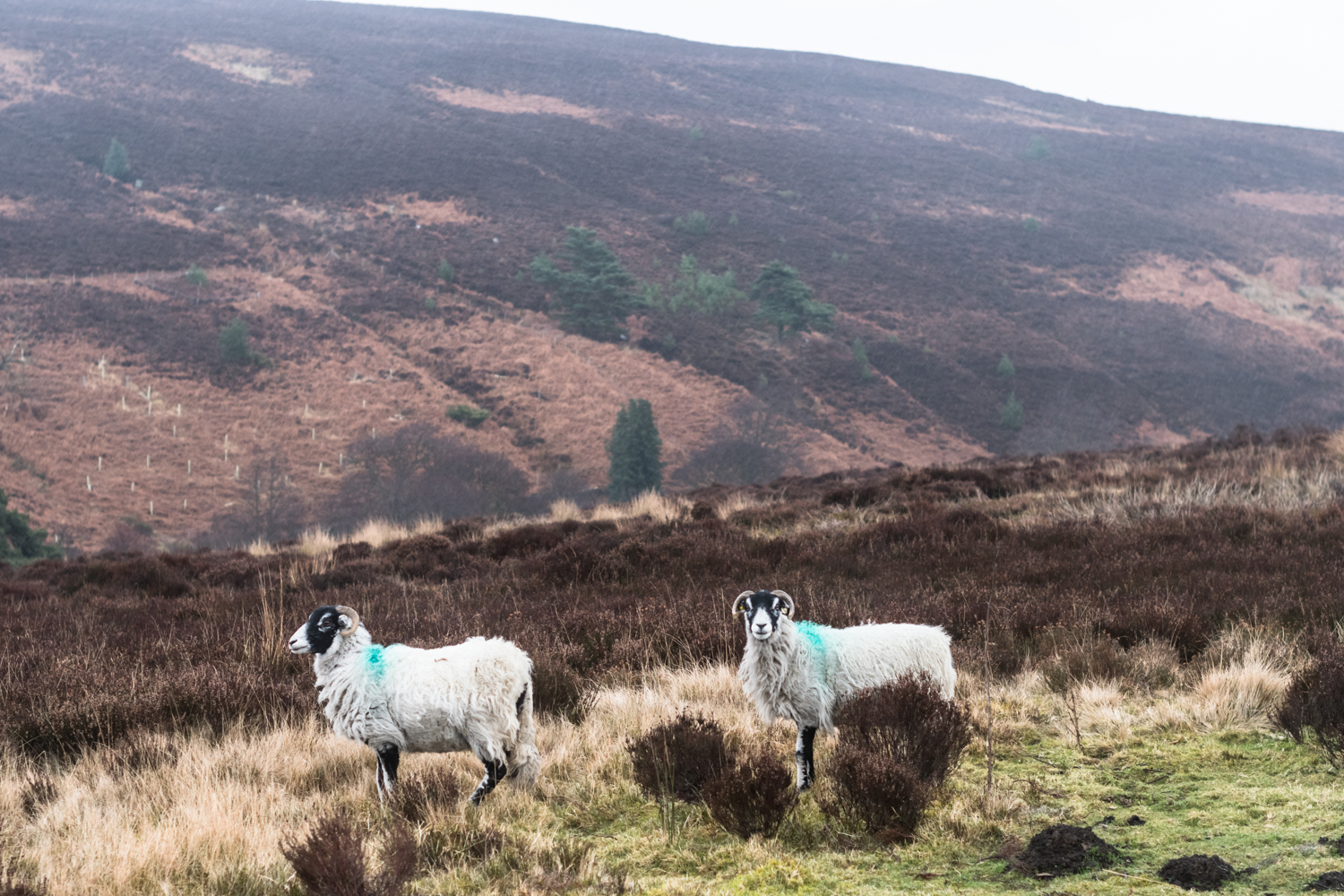 Cycling in Yorkshire Moors, England