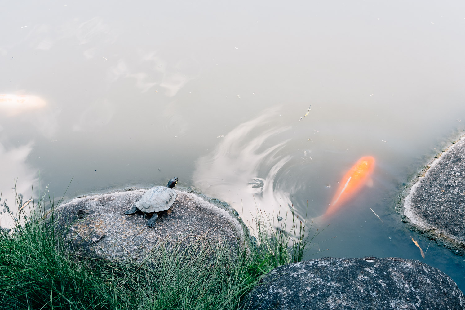 Jardin japonais, Toulouse