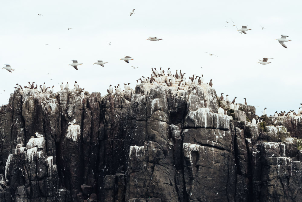 england farne islands northumberland birds sea razzorbills