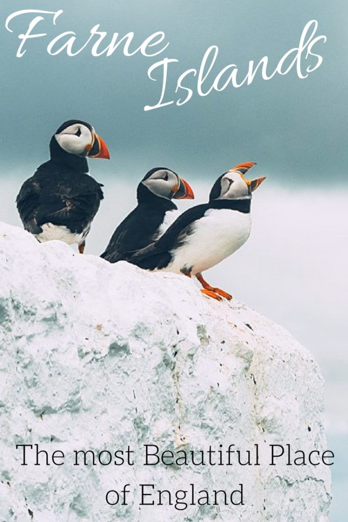 Farne Islands - the most beautiful place in England