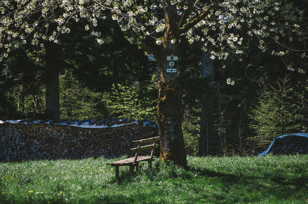 Black Forest, Schwarzwald, Forêt Noire