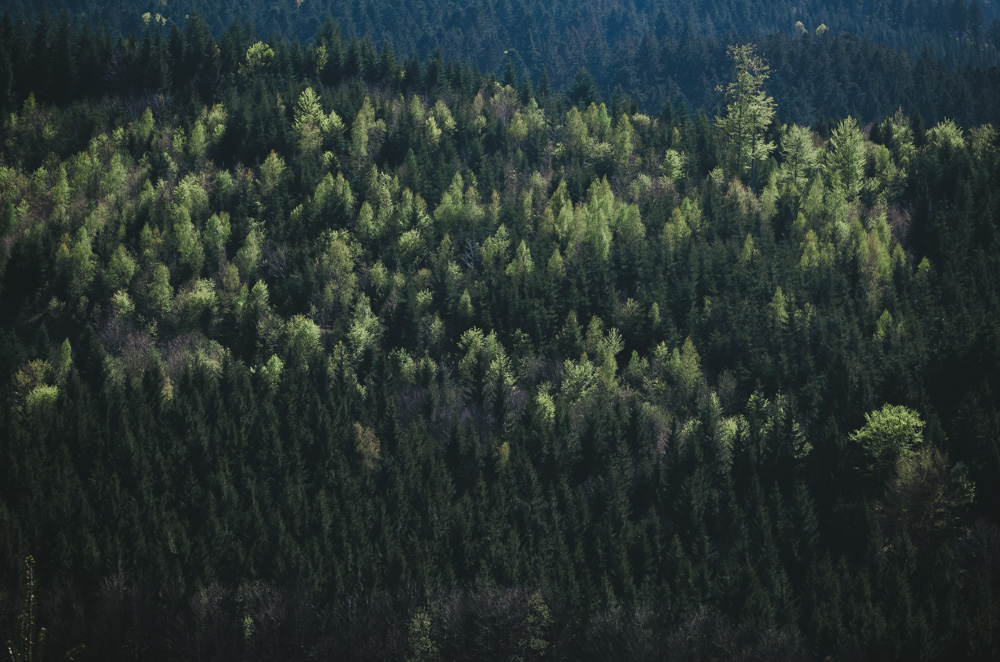 Black Forest, Schwarzwald, Forêt Noire