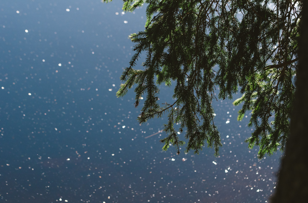 Black Forest, Schwarzwald, Forêt Noire