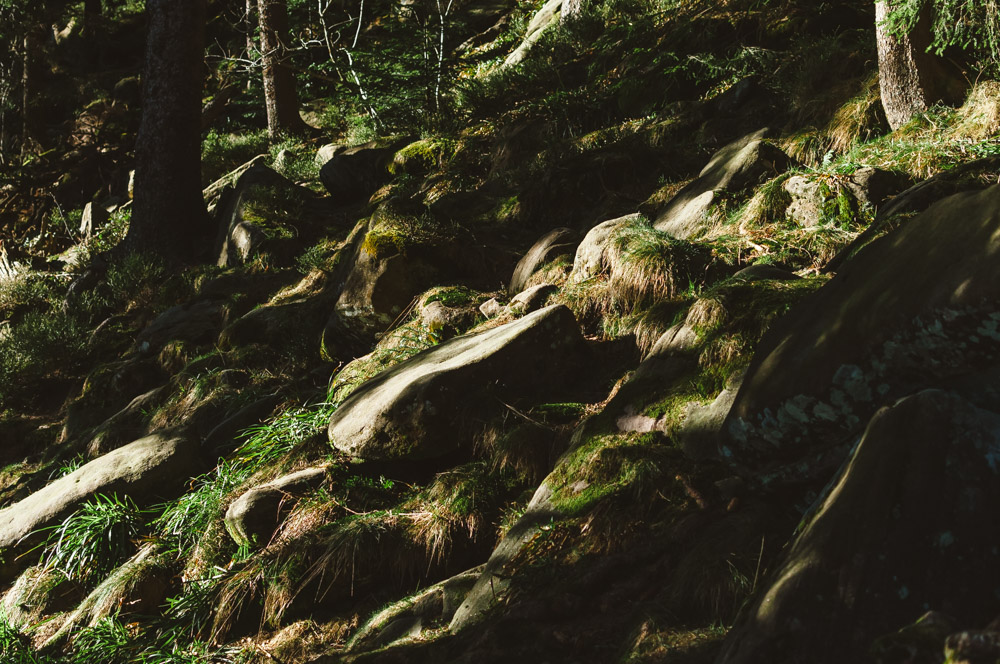 Black Forest, Schwarzwald, Forêt Noire