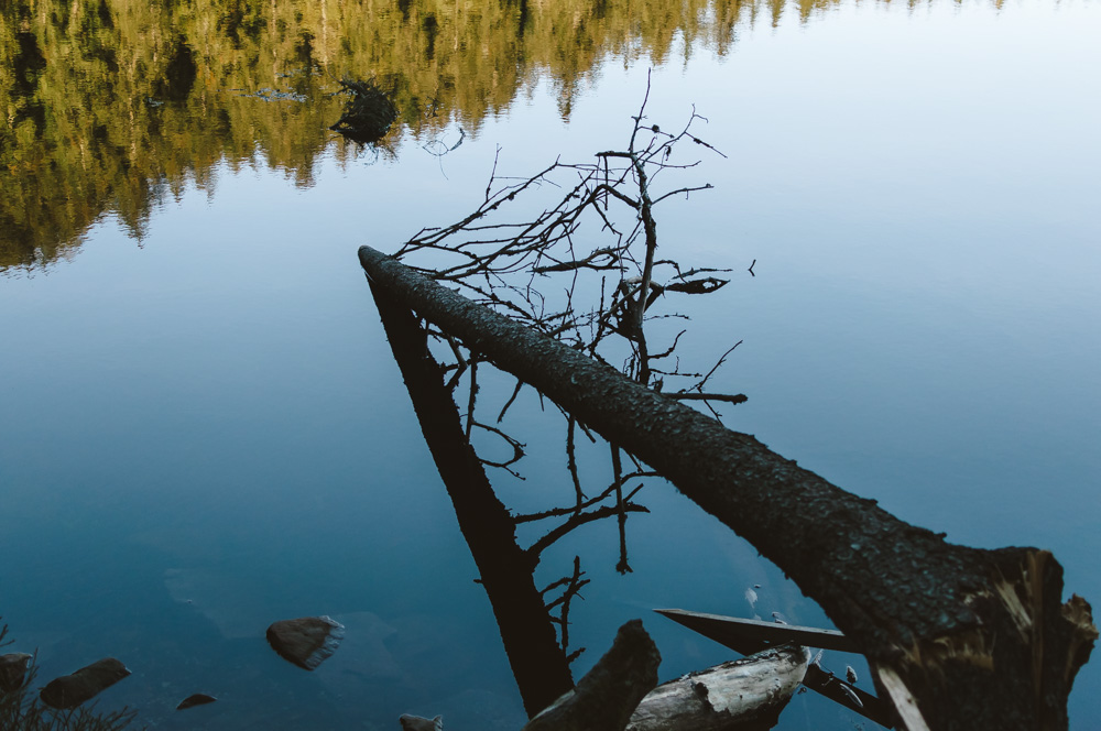 Black Forest, Schwarzwald, Forêt Noire