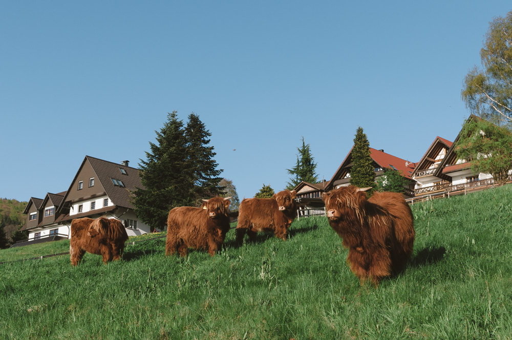 Black Forest, Schwarzwald, Forêt Noire