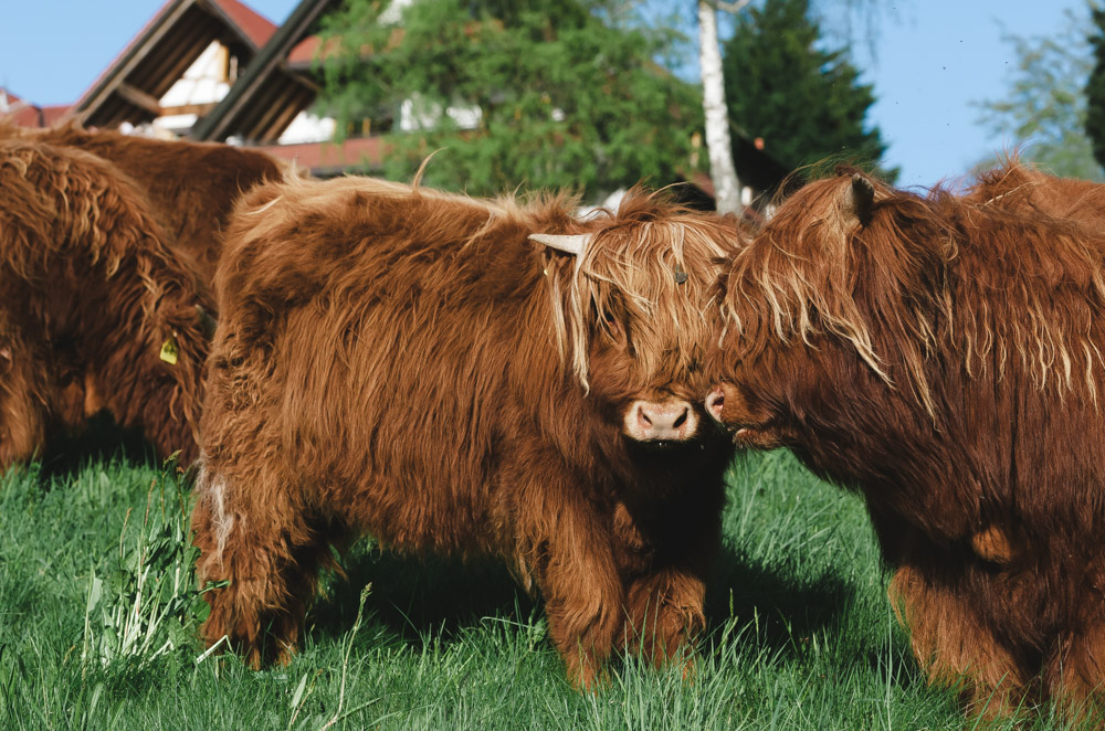 Black Forest, Schwarzwald, Forêt Noire