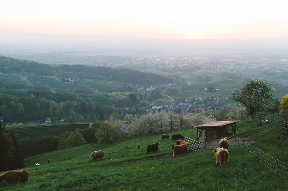 Black Forest, Schwarzwald, Forêt Noire