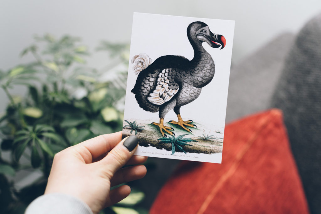 the Oxford University Museum of Natural History