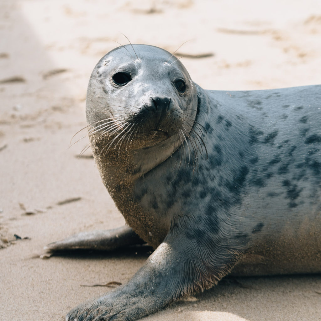 Horsey Gap, Seals