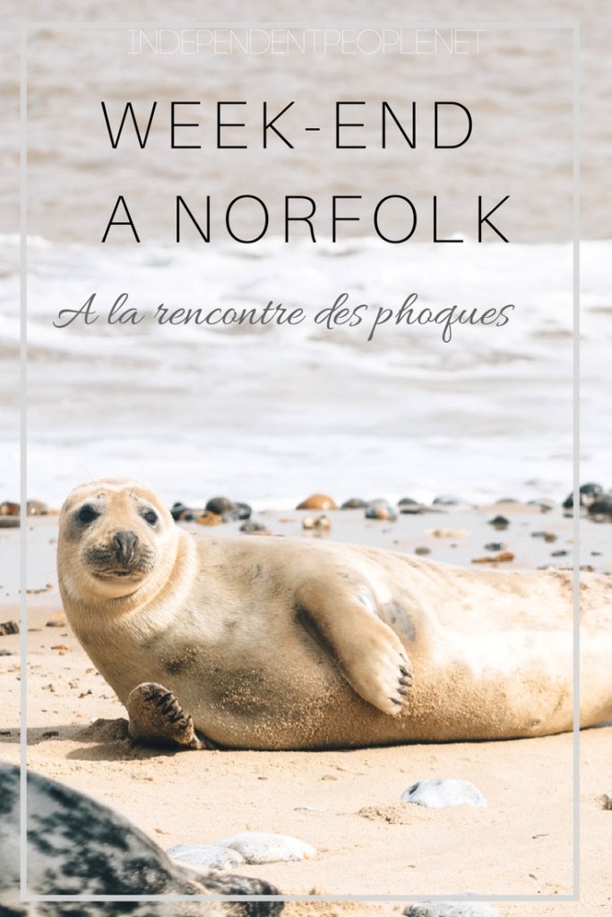 Week-end à Norfolk: à la rencontre des phoques