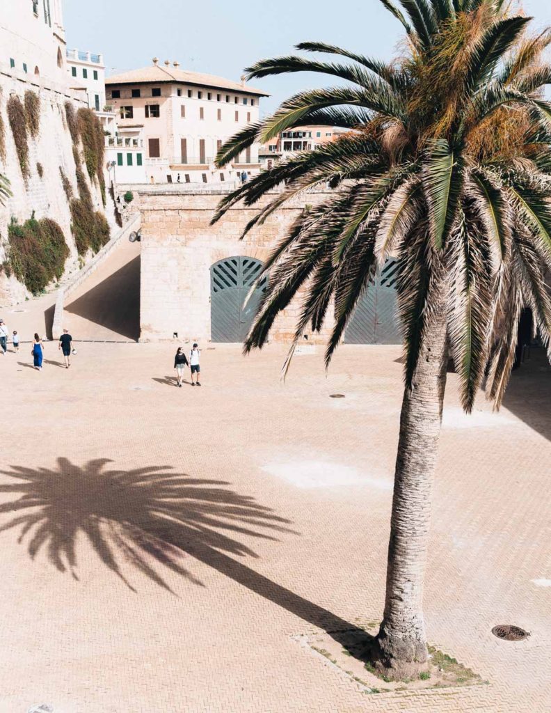 A palm tree in Palma de Mallorca