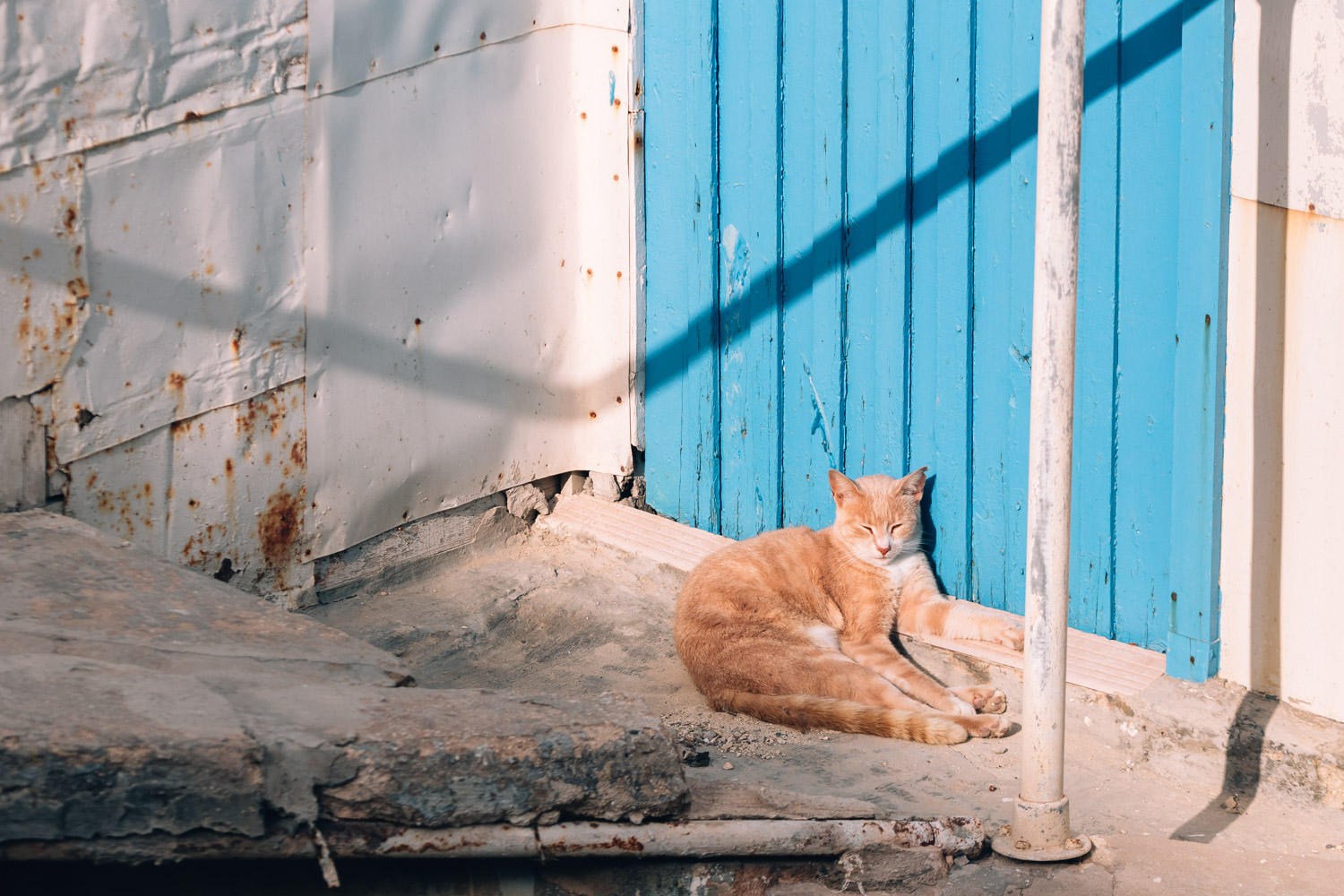 Cats of Malta