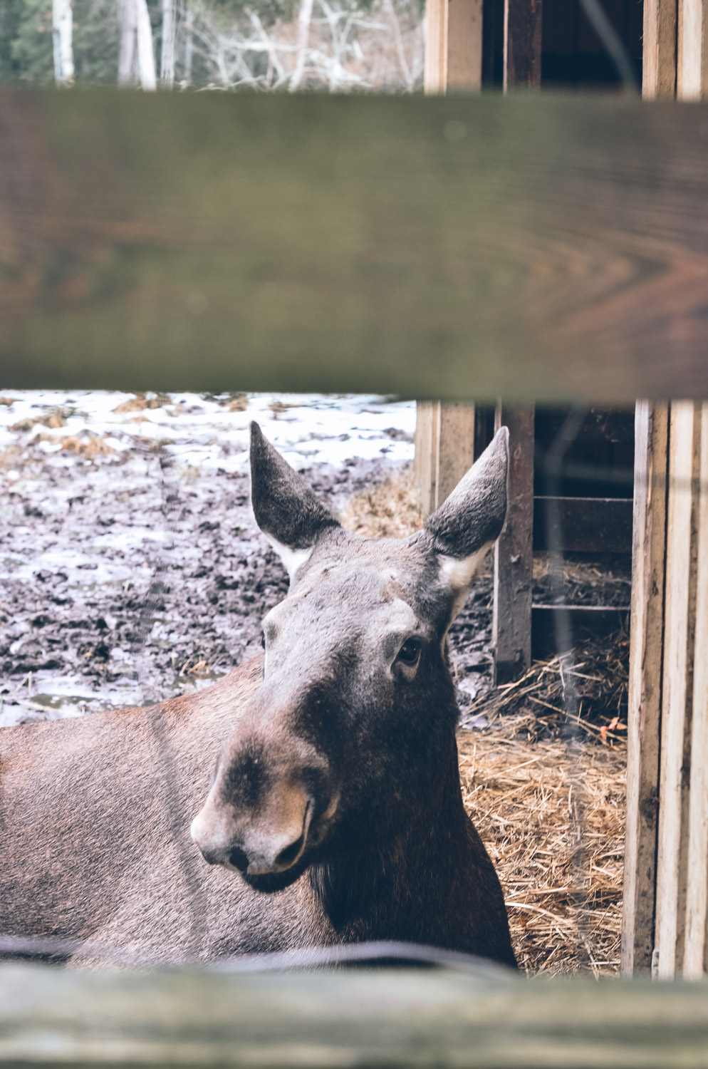 Winter in Estonia, Elk
