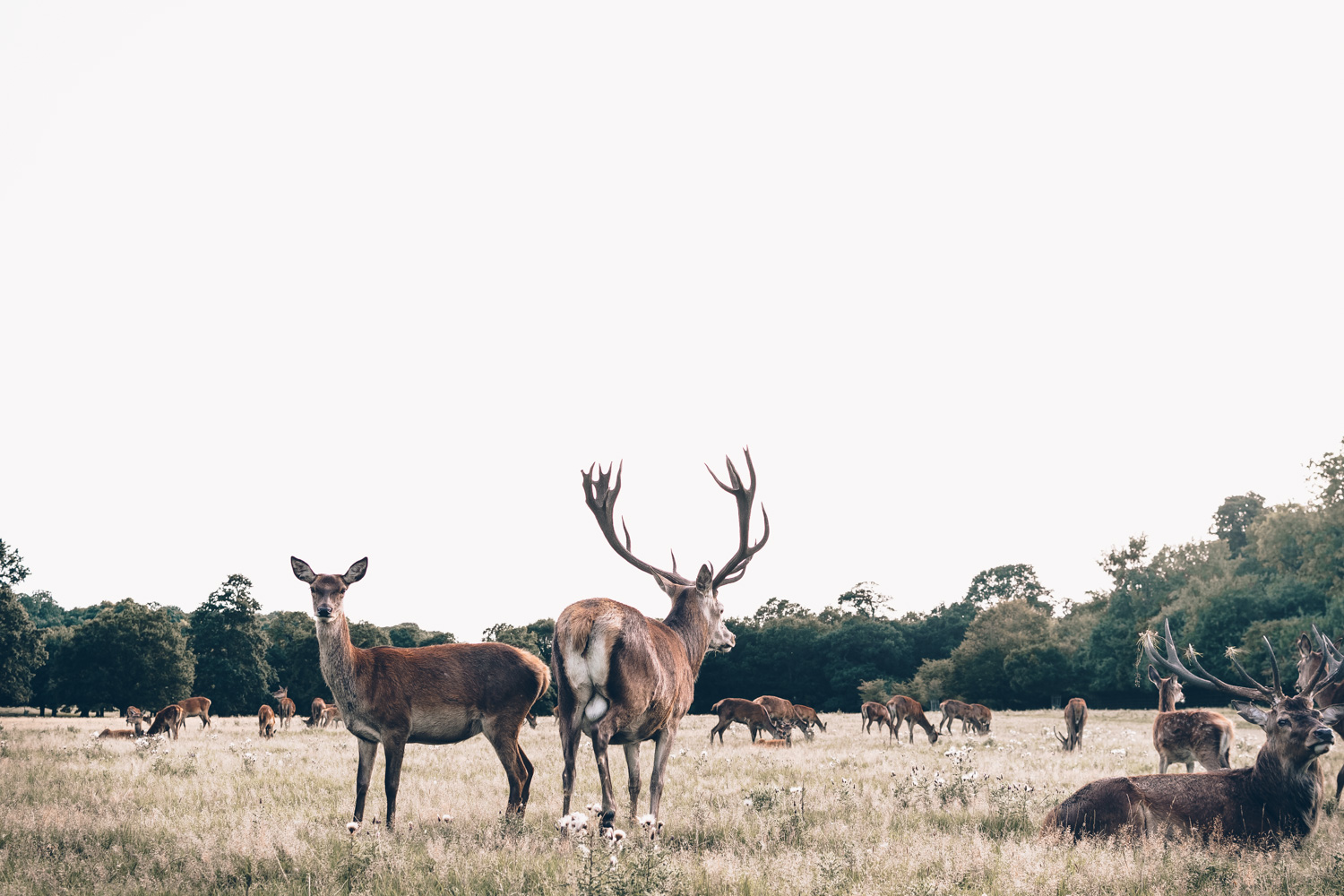 Ce qu'il faut savoir avant d'aller à Londres