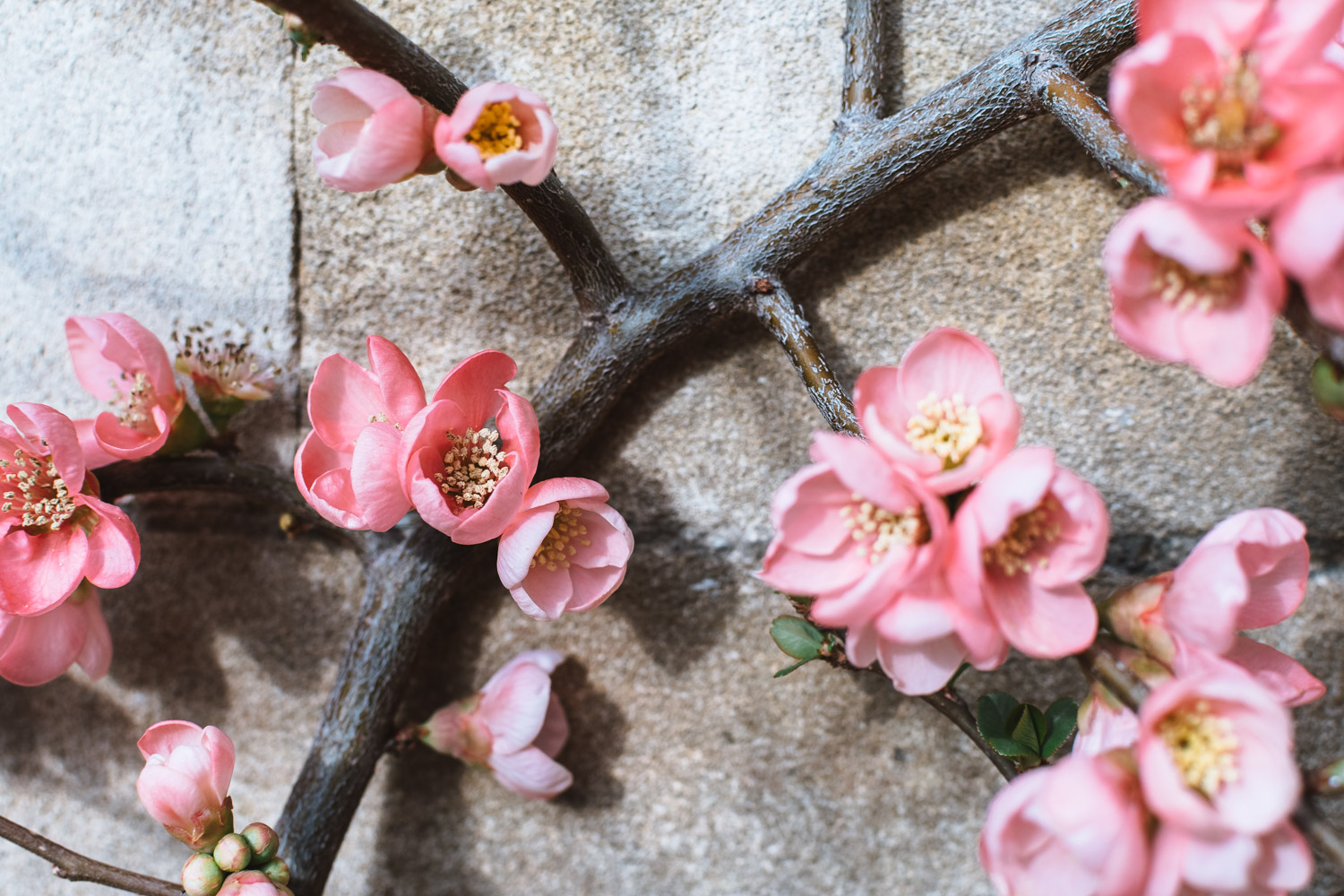 One Day Trip in Cambridge