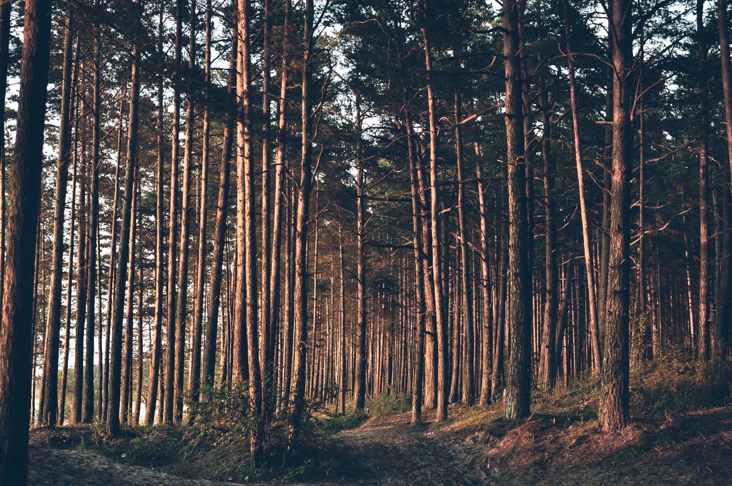 Narva: A Walk in the Town of Our First Expatriation