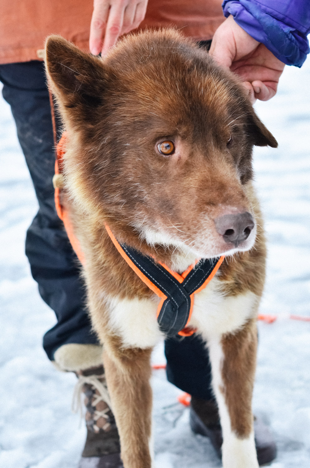 Top things to see and to do in Estonia