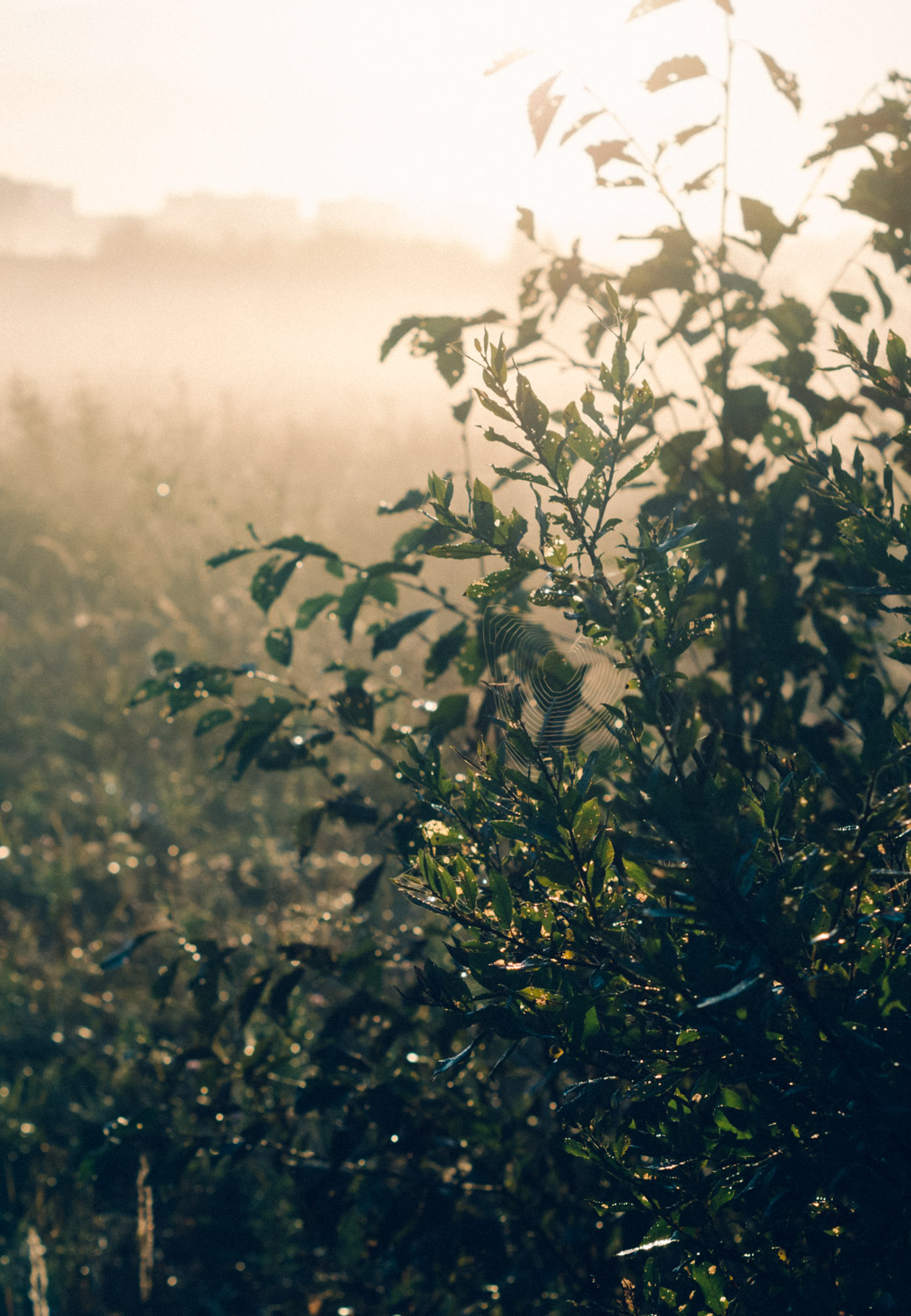 Top things to see and to do in Estonia