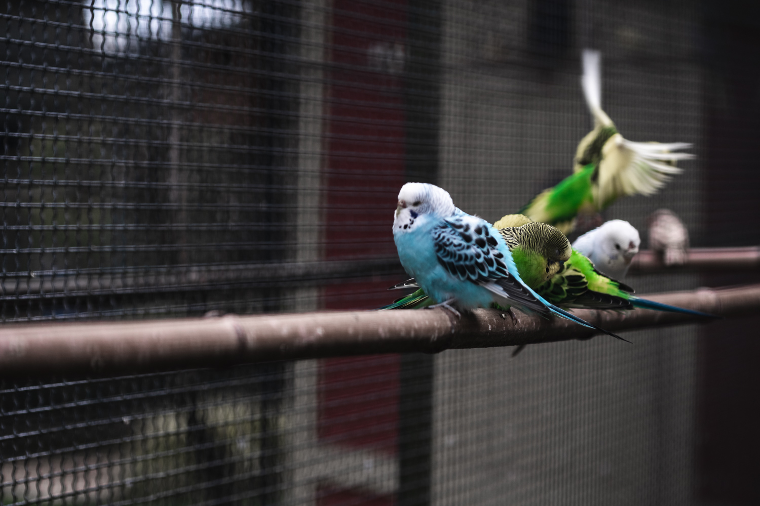Parc du Thabor, Rennes