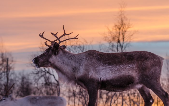 independent people lapland winter