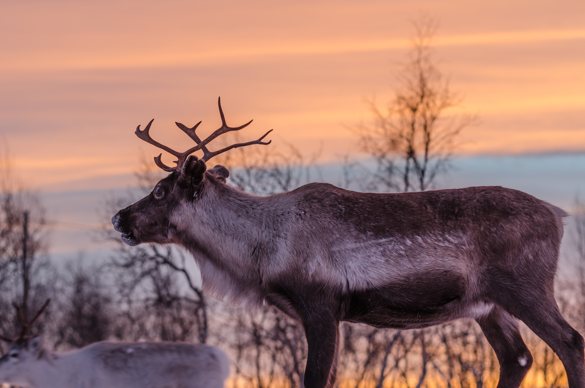 independent people lapland winter