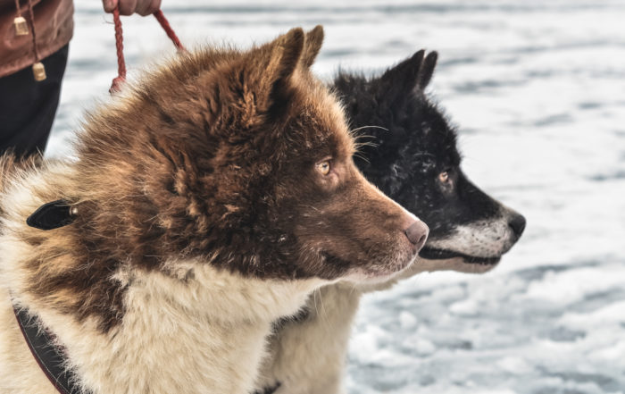 Dog sledging in Estonia