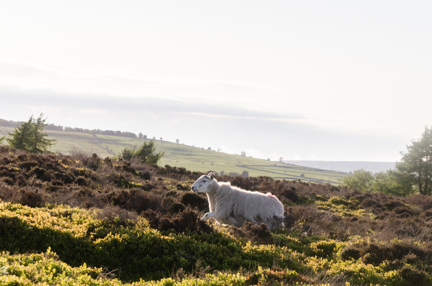 Cycling in Yorkshire Moors, England