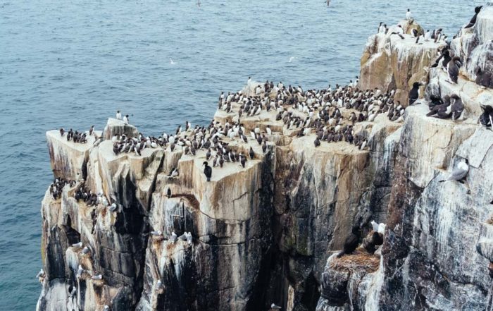 england northumberland islands farne cliff birds razorbills