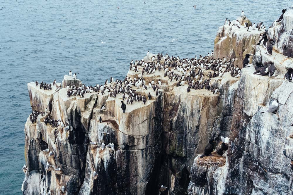 england northumberland islands farne cliff birds razorbills