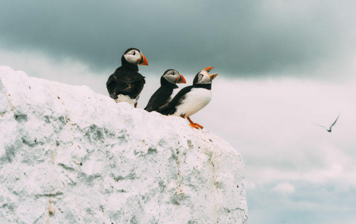 england northumberland farne islands birds puffins