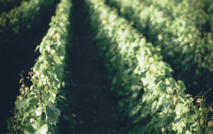 Week-end à Champagne