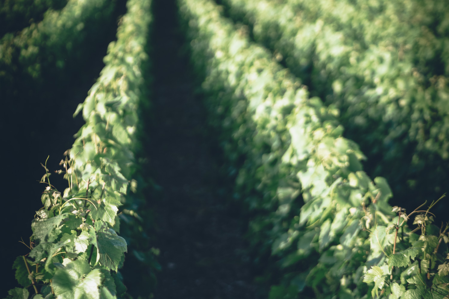 Week-end à Champagne