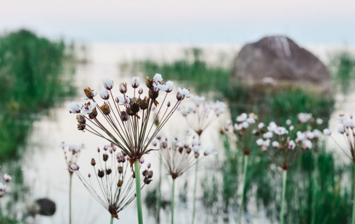 Top things to see and to do in Estonia