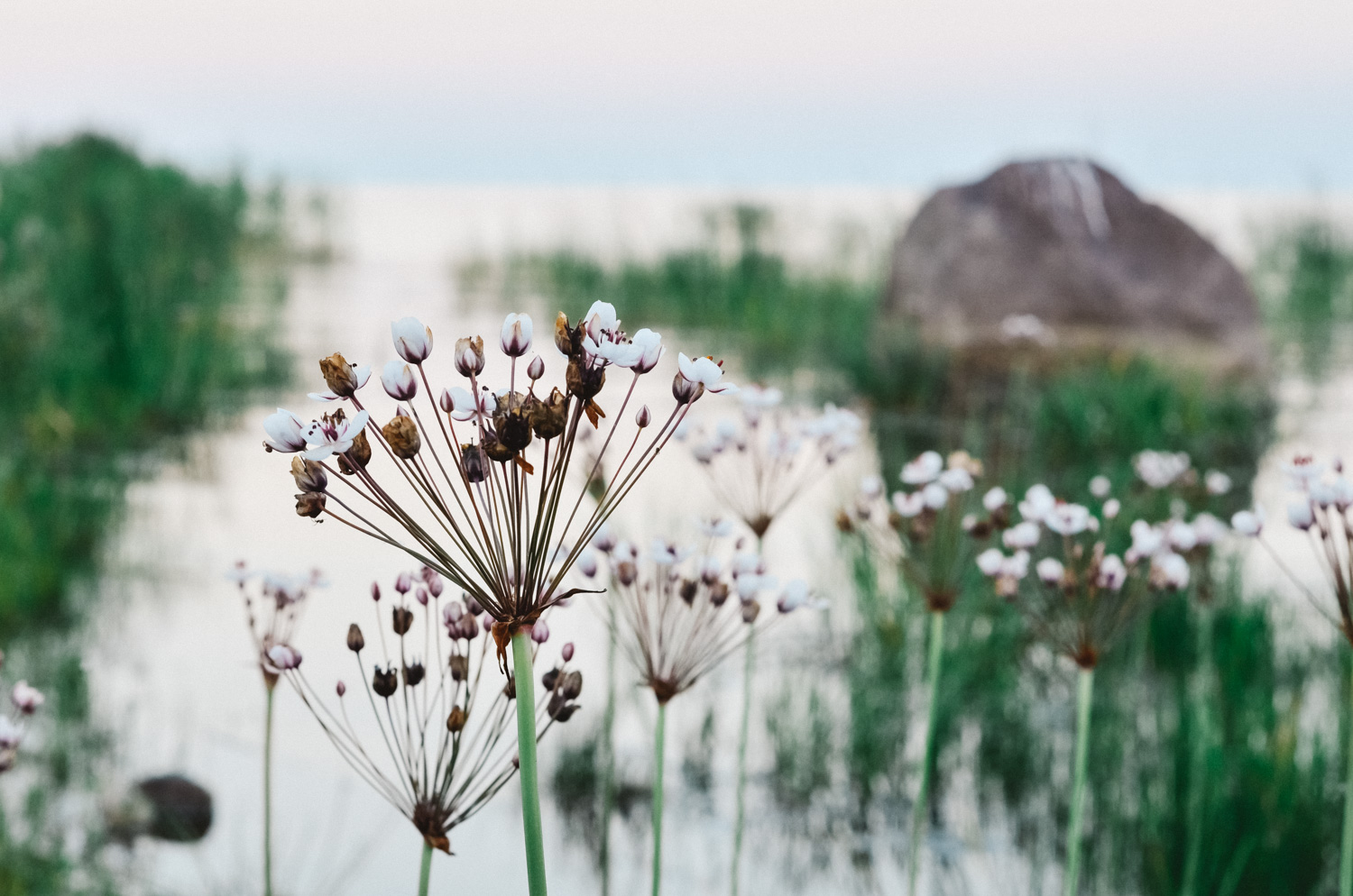 Tout ce qu'il faut voir et faire en Estonie