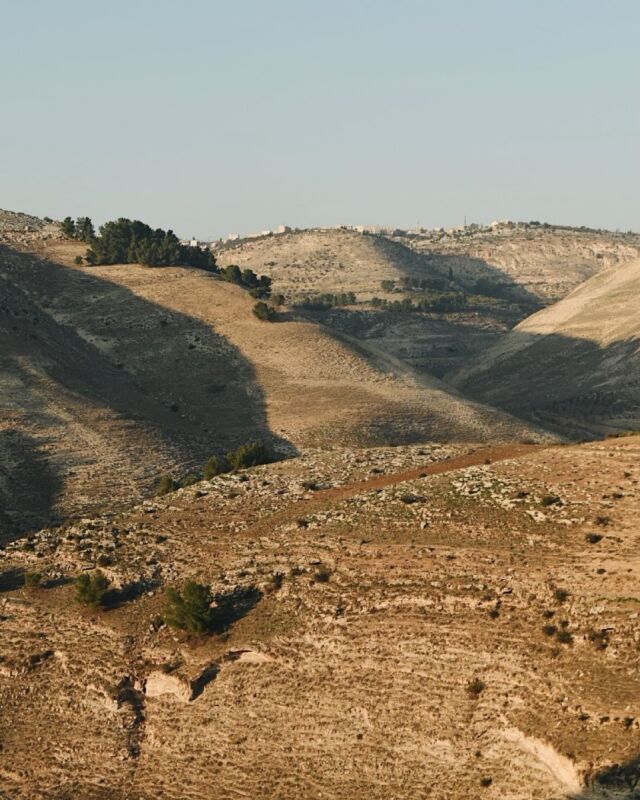 Like in books on ancient travelers we attach an extract on the first week in Jordan from a personal journal. 🖋️

"J’ai vu tant de beauté aujourd’hui que des larmes ont coulé sans que je ne puisse les retenir.

J’ai deambulé, hagard, dans les vestiges de Gadara, où les oliviers poussent dans le chaos rocheux de blocs de basalte d’une cité Romaine effacée par les tremblement de terre successifs. Je pensais à la vacuité des vanités humaines, tant d’efforts, tant de gloires pensées immortelles disparaissant en fragments dans la terre. Je sentais le temps des hommes et des legendes dans ce coin du monde, surplombant Israel et le lac de Tiberiade. Où vieux s’entend vieux comme les premieres societes humaines, vieux comme l’apparition de l’ecriture. Je pensais a un passage du livre Le Guepard qui m’avait aussi emu aux larmes.

J’ai vu la Syrie deployer les hauteurs du Golan au dessus des canyons de la rivière Yarmouk. Immense plateau aux profondes entailles arrondies par les ages, comme un massif de coraux sorti de l’eau, et baigné d’une lumière couleur miel. Par dela les nuage, la masse enneigée du mont Hermon, à la frontière libano syrienne emergeait de façon ireelle.
Je me suis dissout et reconstitué un nombre incalculable de fois..."
8 jan, 2025